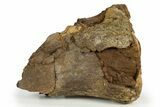 Partial Hadrosaur (Edmontosaurus) Tibia Bone - Wyoming #304610-1